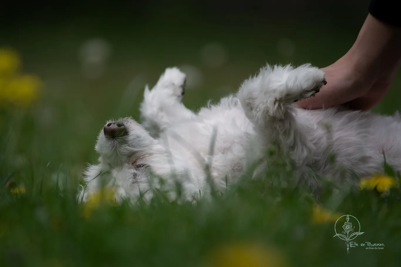 Hunde