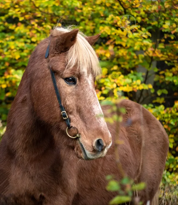 Bildúr