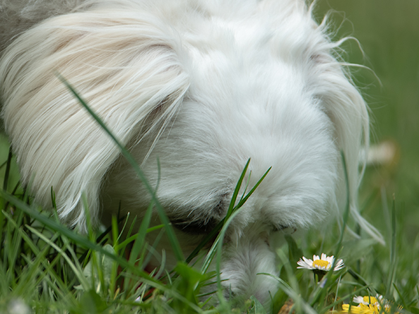 Schnuppern