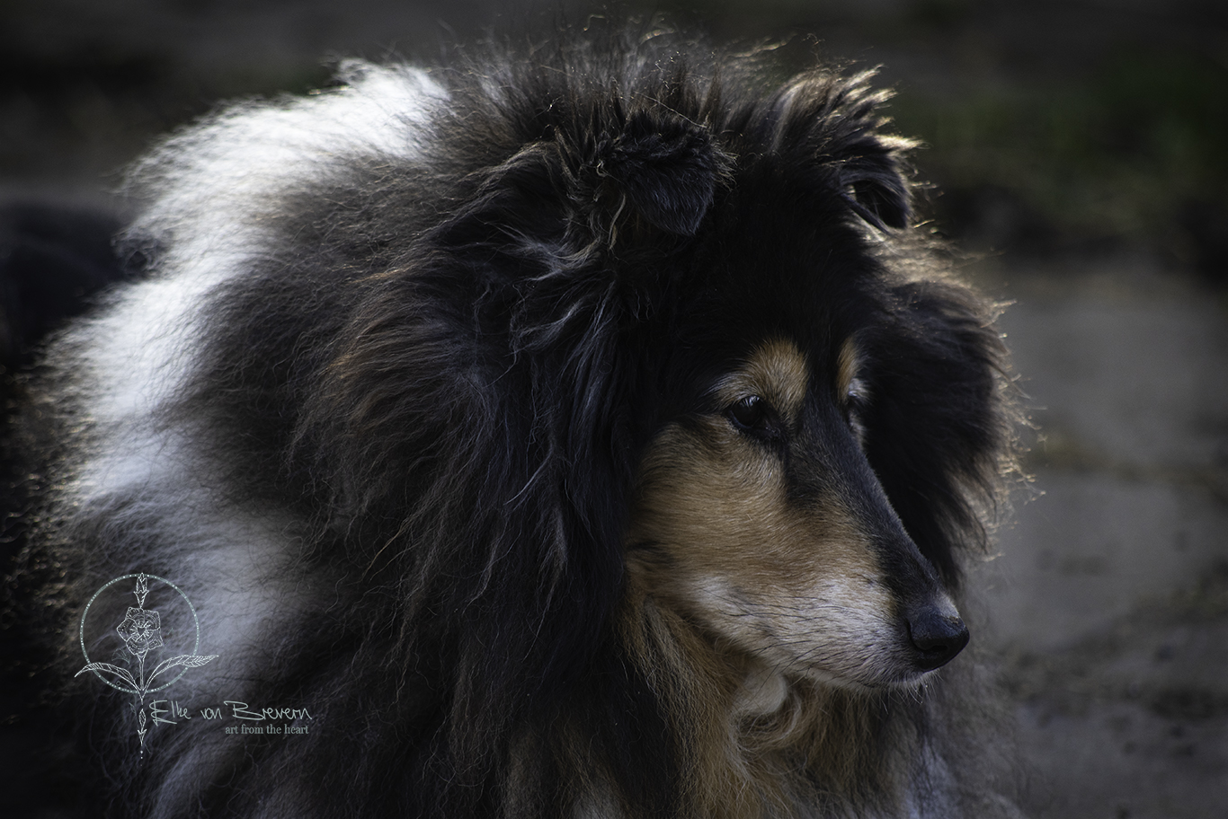 Hunde – Bild 1