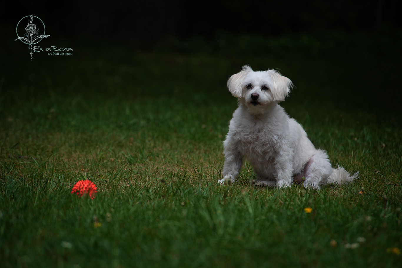 Hunde – Bild 3