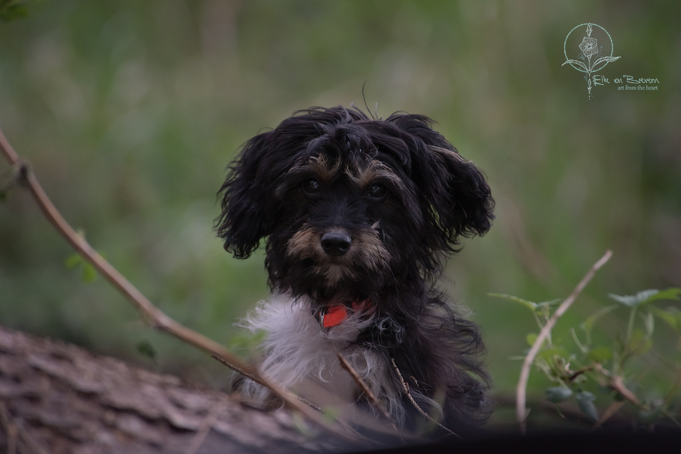 Hunde – Bild 4