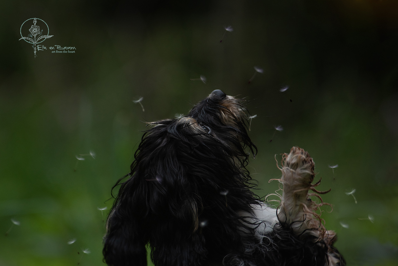 Hunde – Bild 5