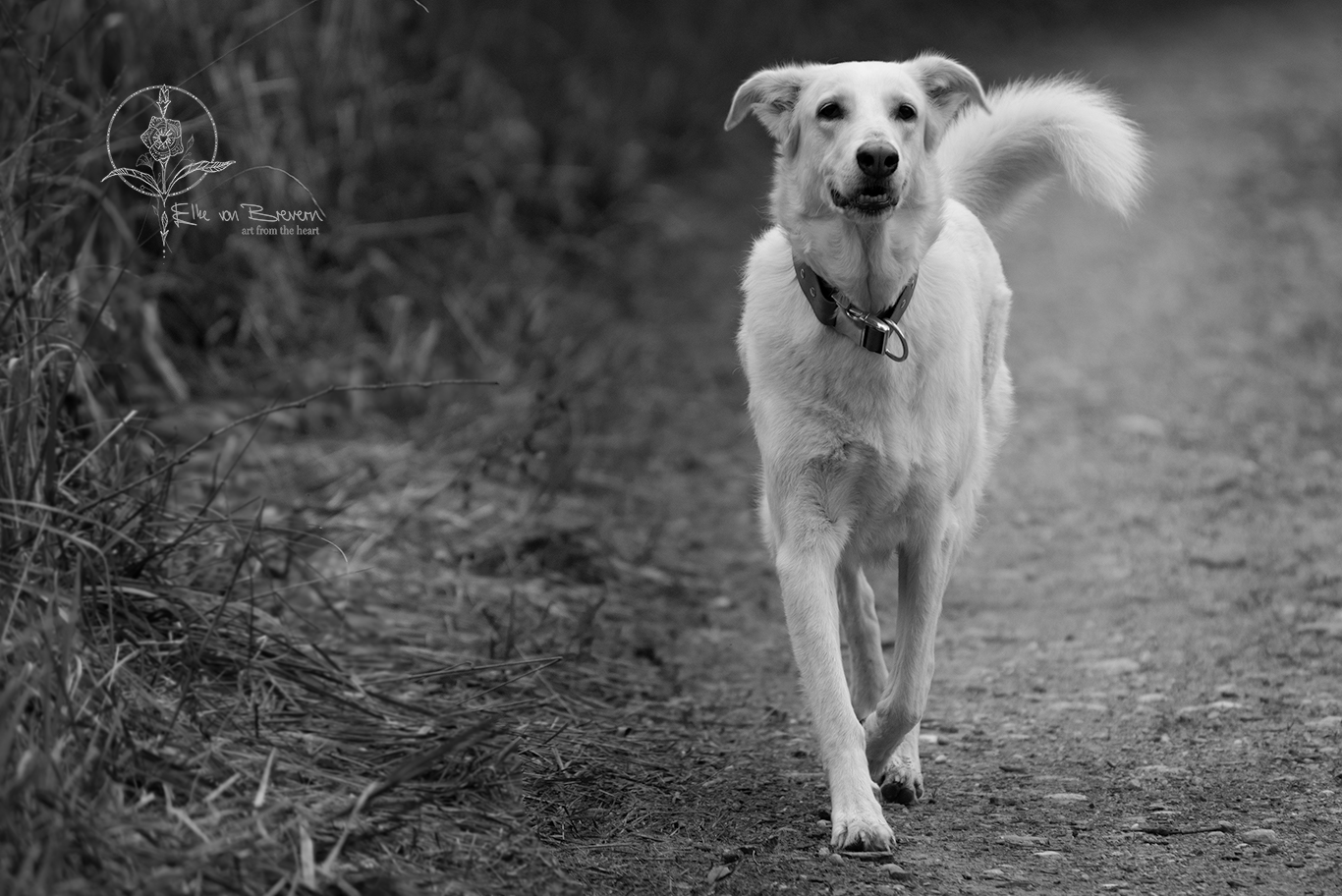 Hunde – Bild 6