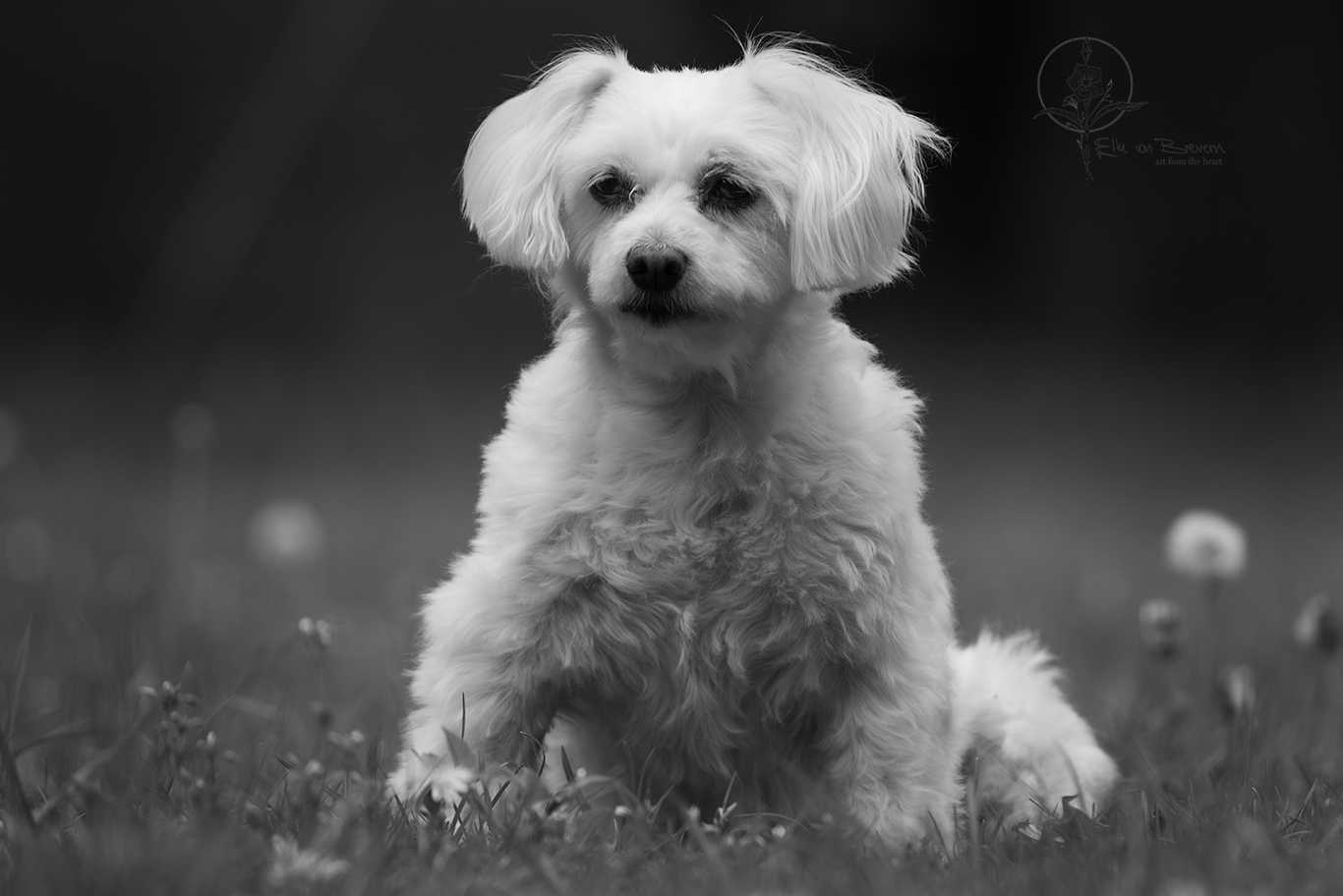 Hunde – Bild 7