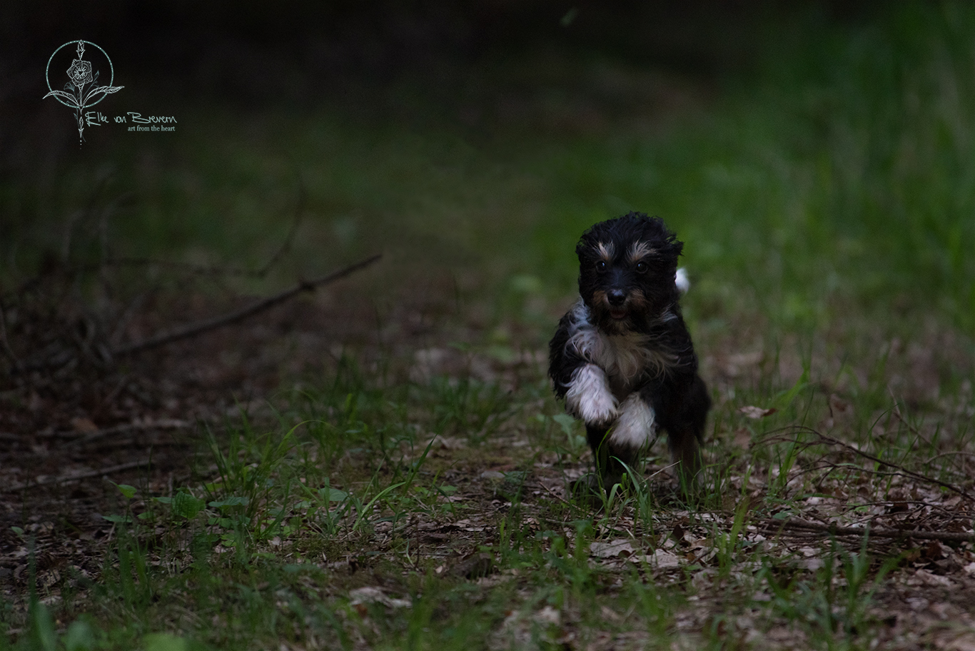 Hunde – Bild 8