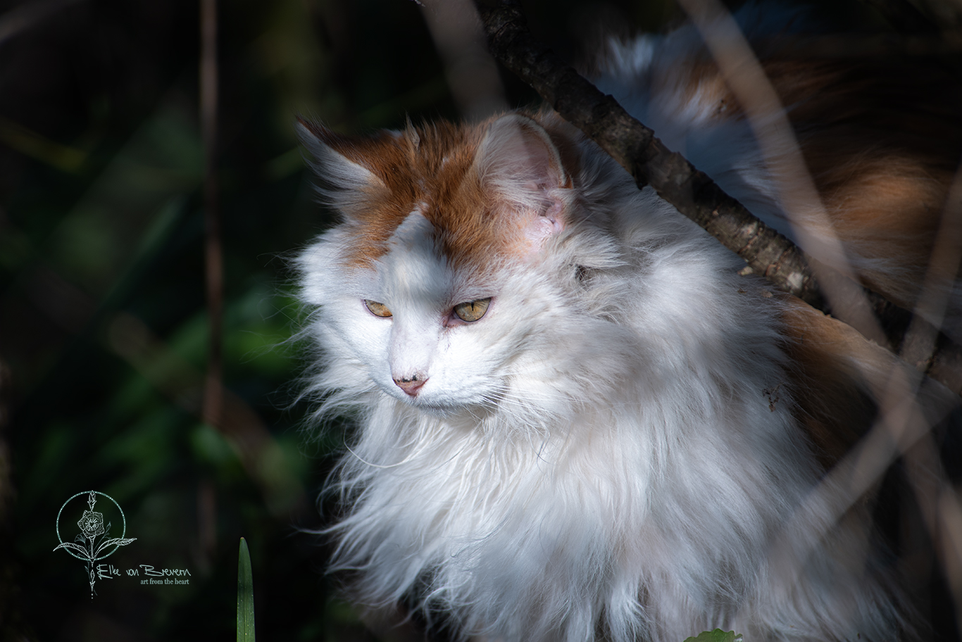 Katzen – Bild 2