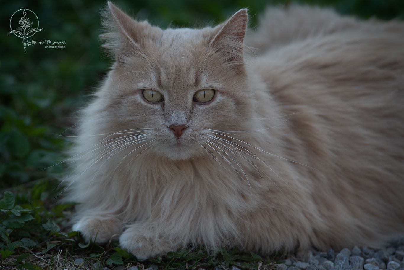 Katzen – Bild 3