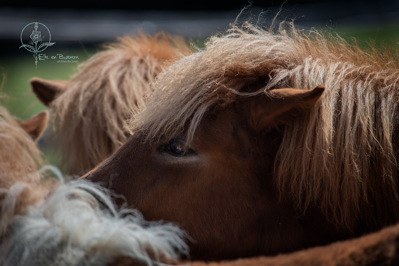 Pferde – Bild 4