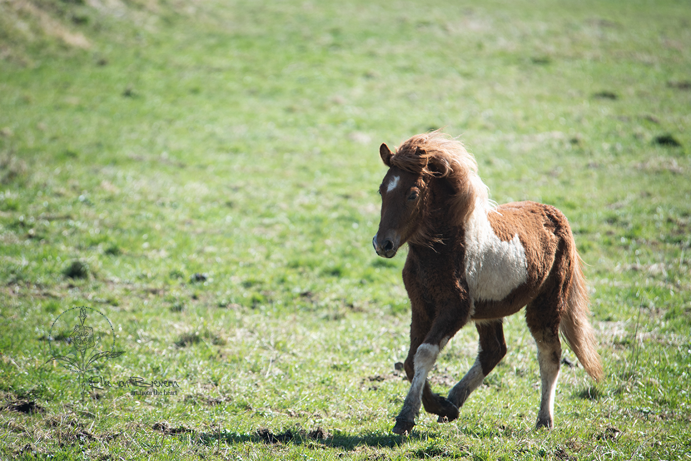 Pferde – Bild 5
